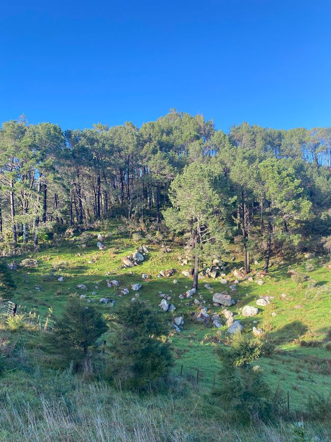 Coromandel loop