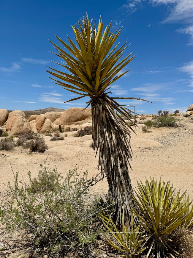 Joshua Tree National Park – Arch Rock & Skull Rock