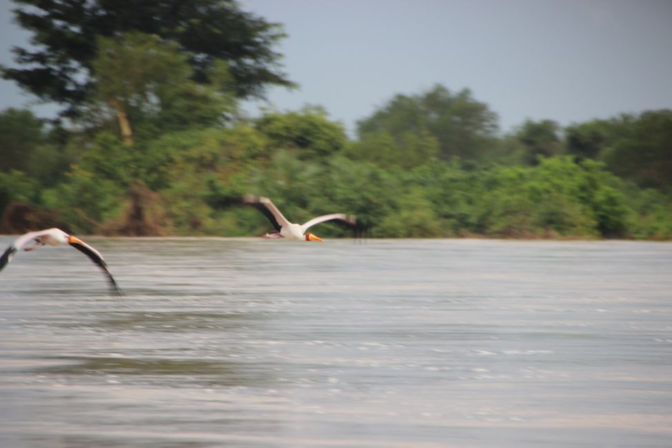 Boat safari on the Rufuji River - A hungry bird flies past