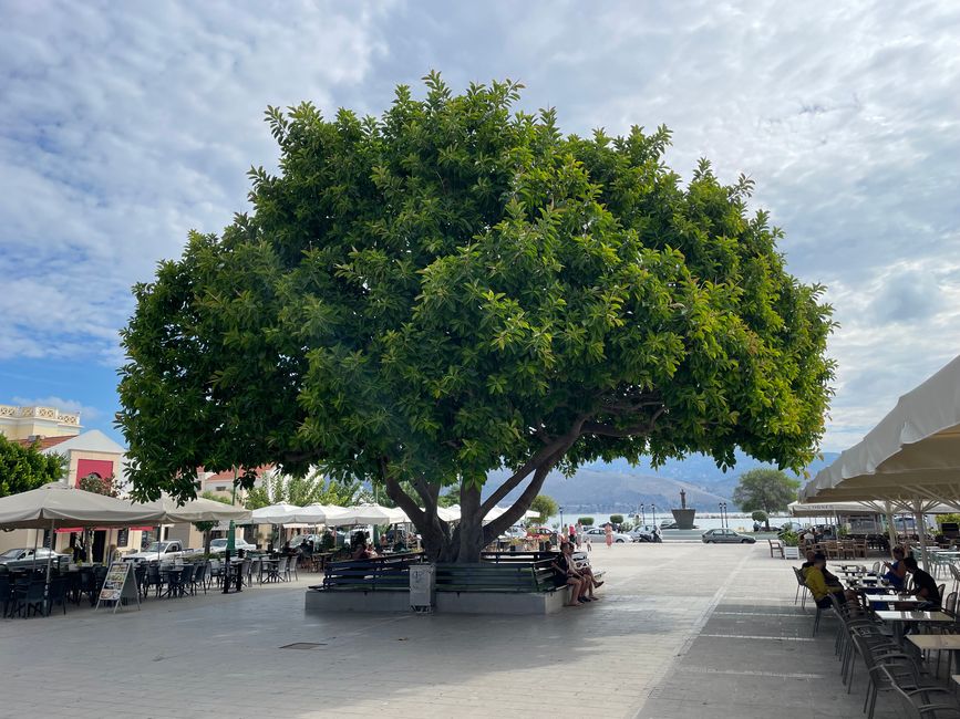 Bajo el árbol de goma en el centro de Luxouri