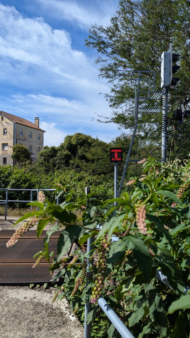 Twelfth Stage Camino Portugues from Caldas de Reis to Padron