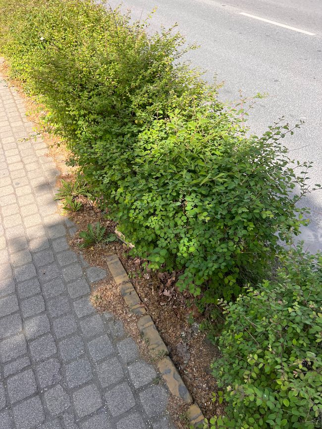 05 nach Budapest
