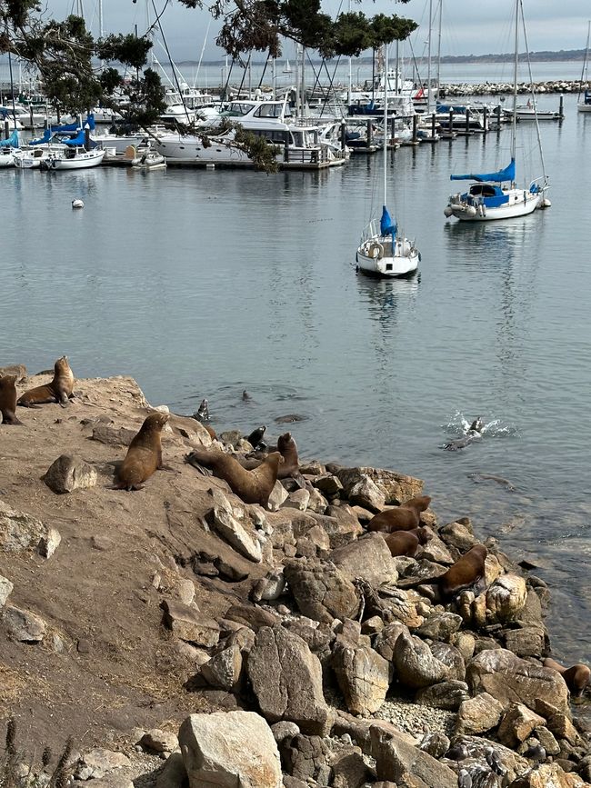 Sigue adelante por la costa Santa Cruz/Monterey/Big Sur/Morro Bay/Santa Bárbara/Malibú