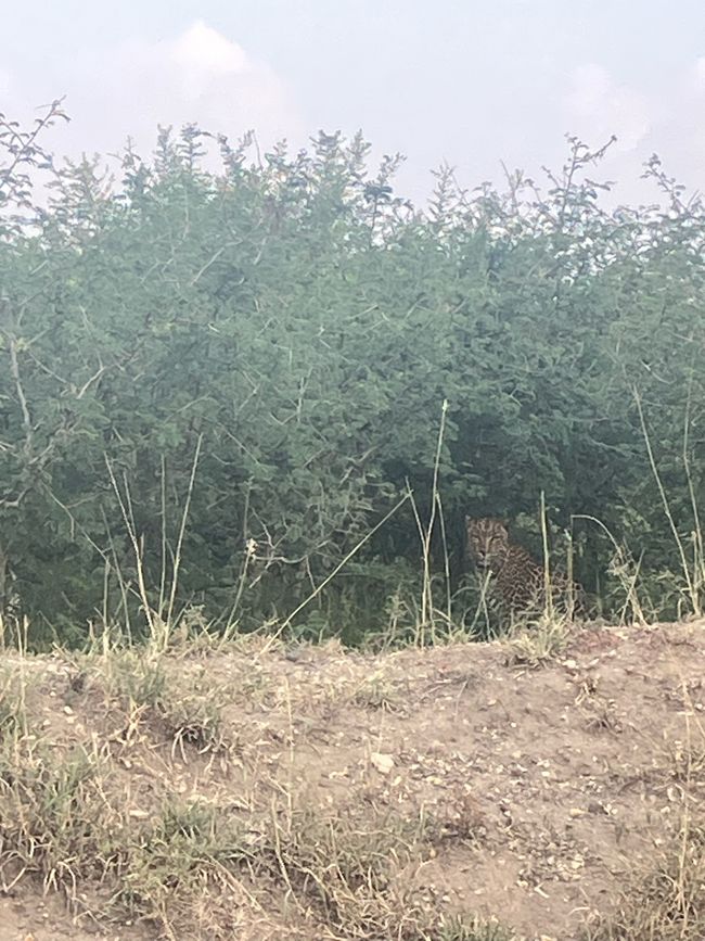 Queen Elizabeth Nationalpark