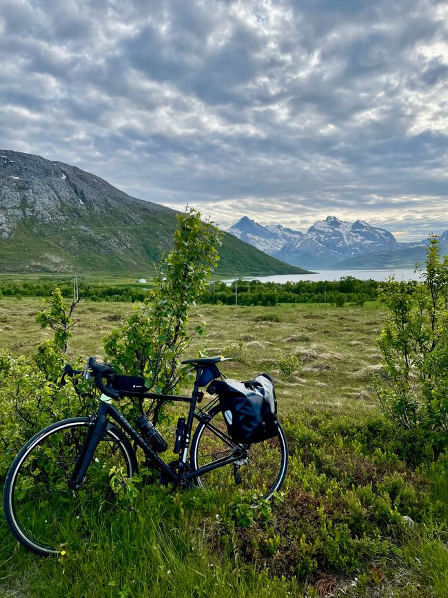 The reindeer are not in a hurry here (just like the drivers).