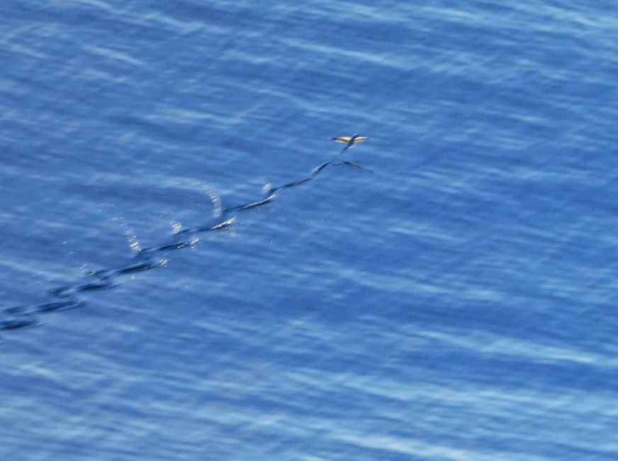 Poisson volant