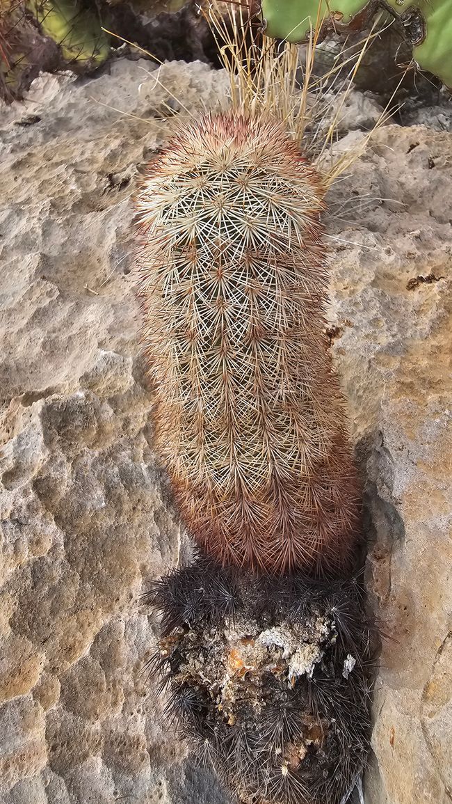 Big Bend Nationalpark
