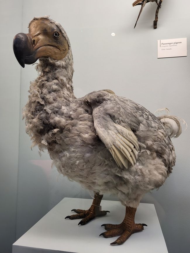 Dodo