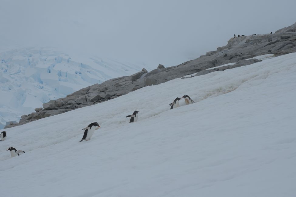 Eselspinguine / Gentoo penguins