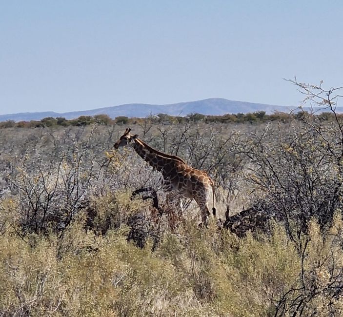 Game Drive