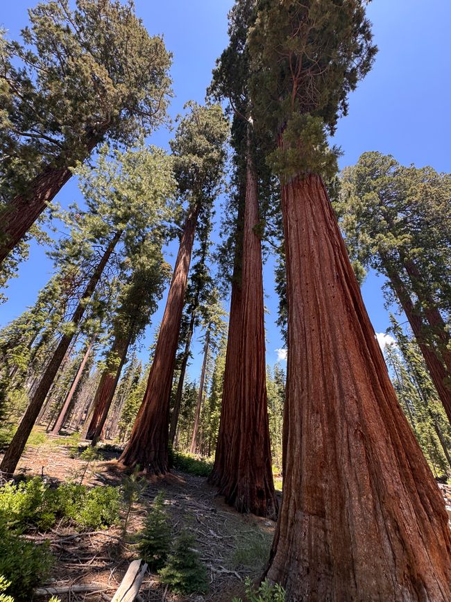 Glacier Point y secuoyas gigantes – los árboles más grandes del mundo