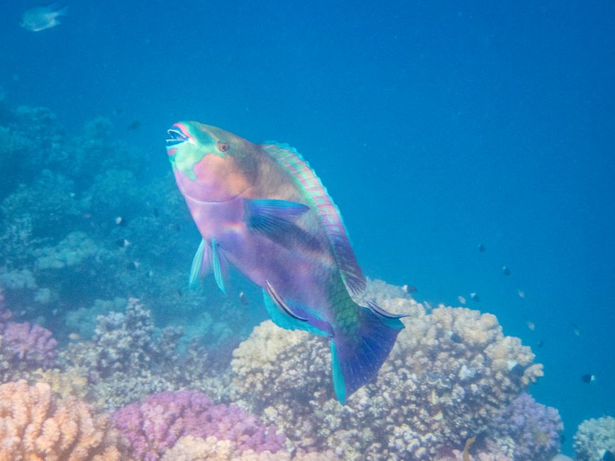 Poisson-perroquet