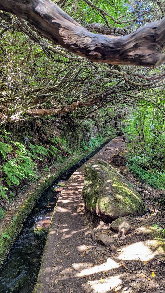 Tag 11: Levada do Alecrim und ein Open Air Festival