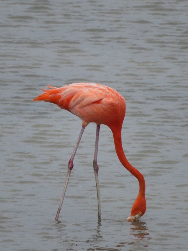 Flamingod