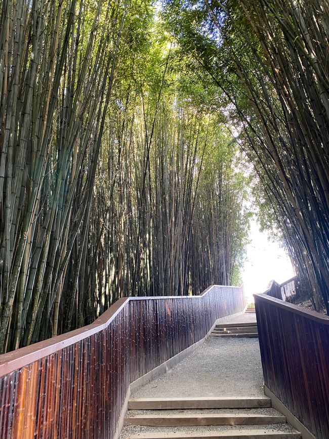 Hamilton Gardens - Chinese Garden