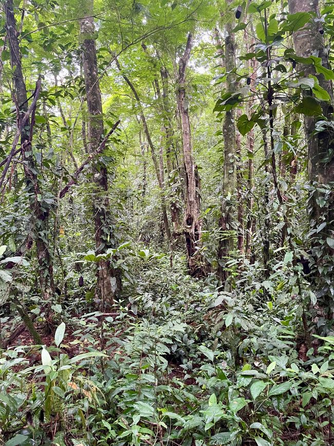 Arakari Ecolodge - Tief im Regenwald von Costa Rica