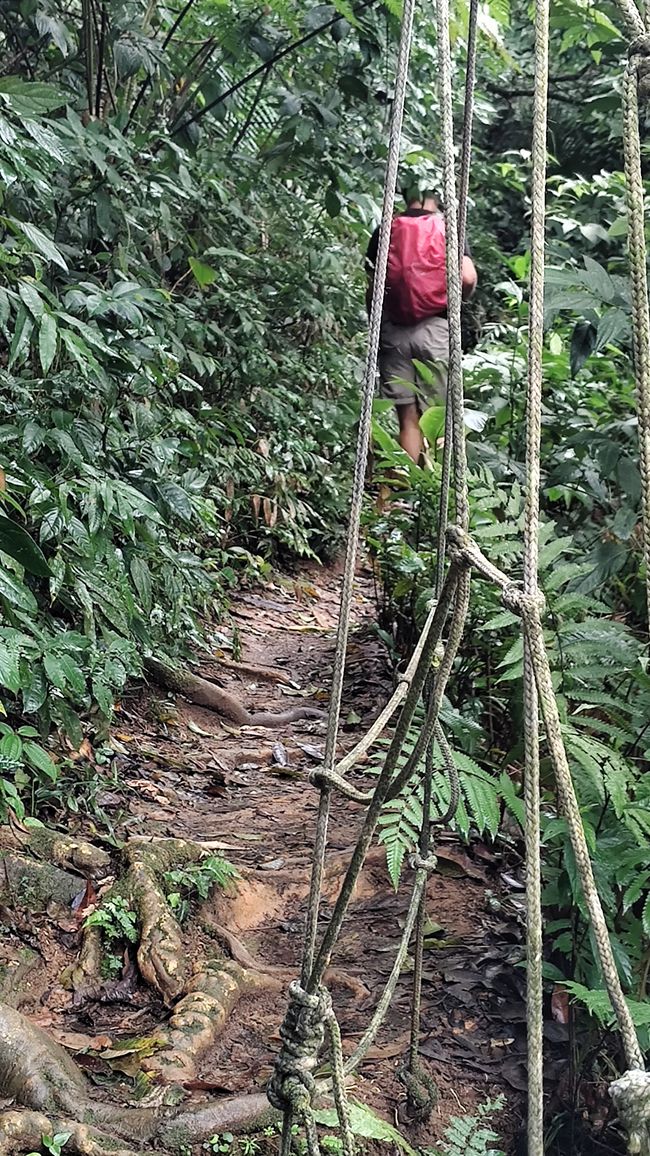 Brasil, Fortaleza Sendero del Bosque Tropical