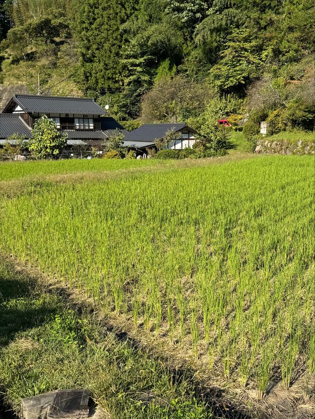 Rice fields in the back yard