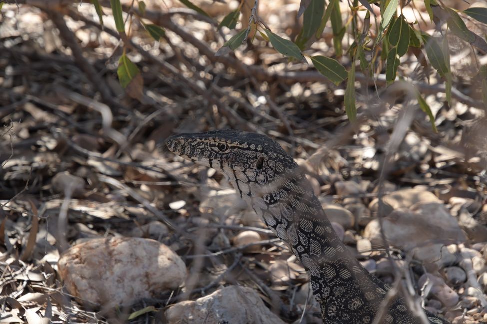 Cape Range NP - Mandu Mandu Gorge - Perentie / Perentie