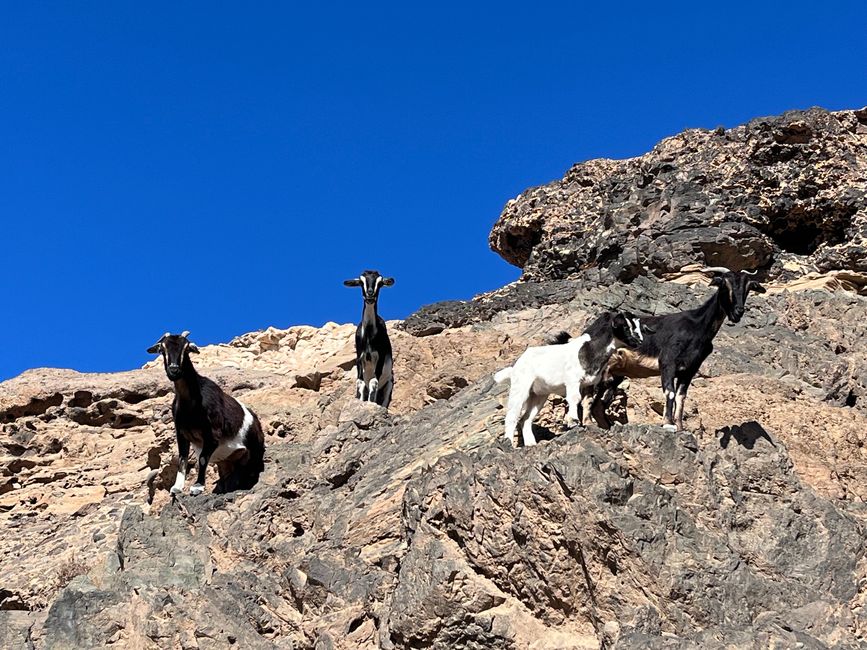 Goats are acrobatically climbing over the rocks above us