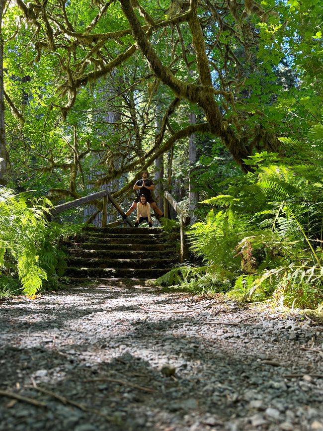 North Californian redwoods