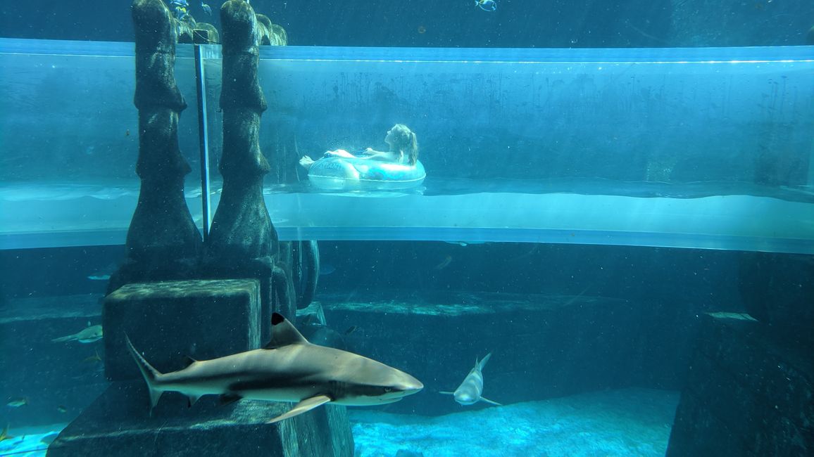 Shark Attack Reifenrutsche