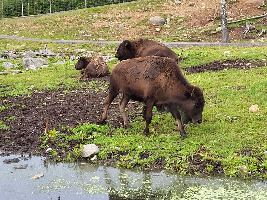 Bisonti