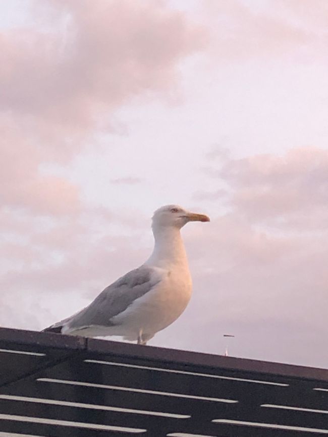 Seagull watch at the party mile