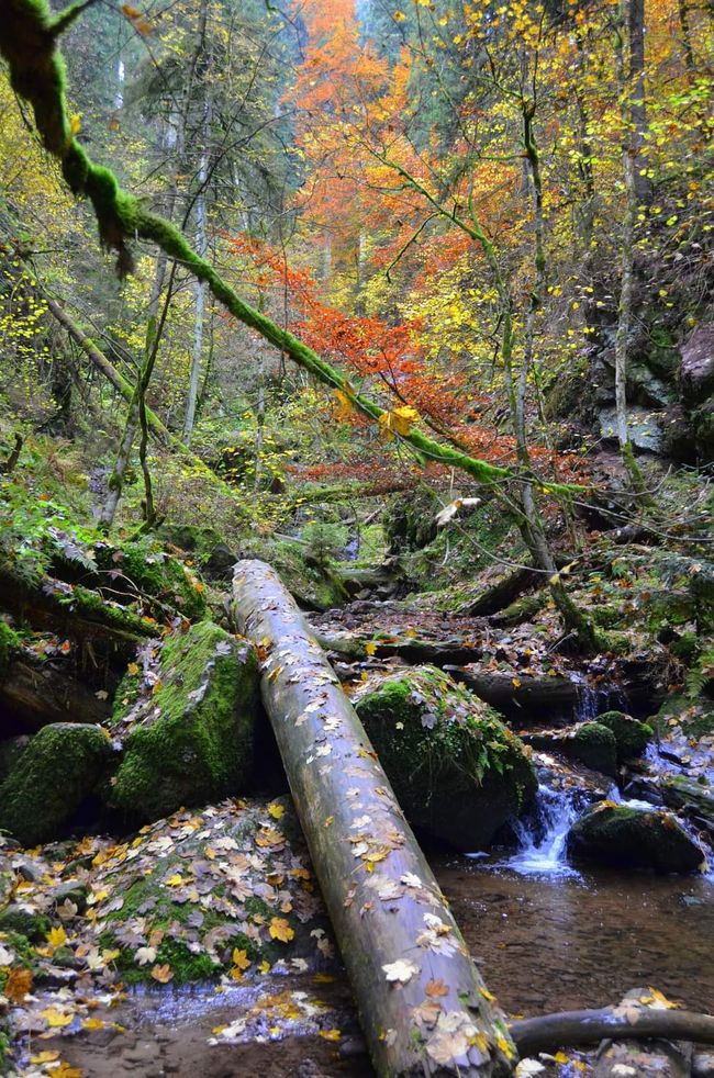 Autumn hiking in the Wutach Gorge: Red, yellow, orange... and you're right in the middle!