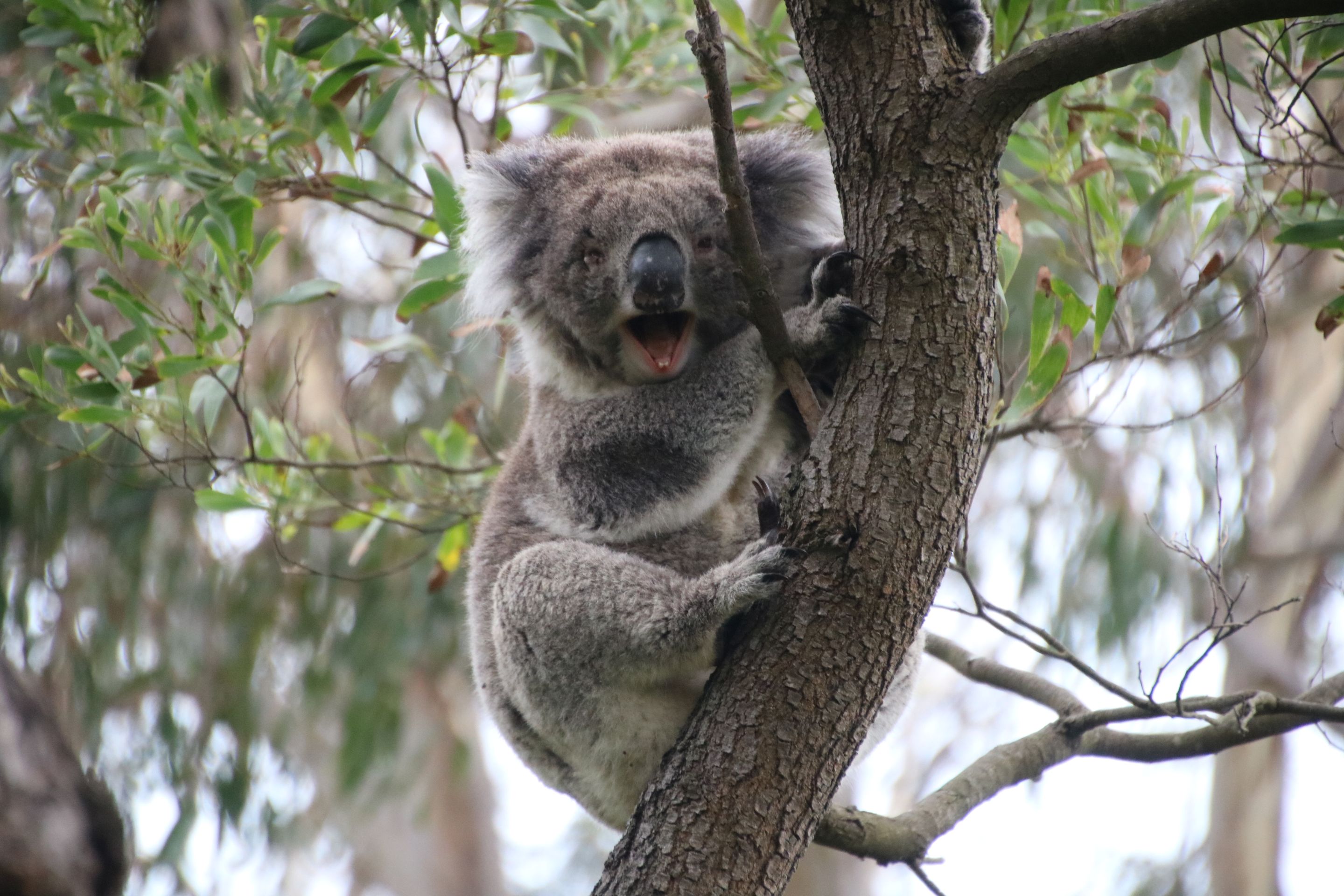 Mount Gambier