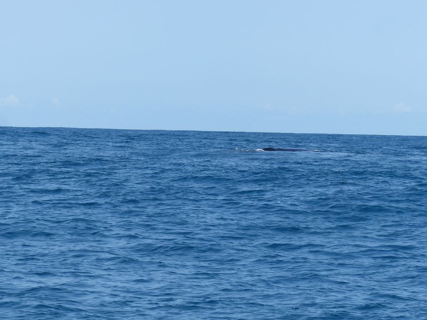 Brazil, Whale Watching