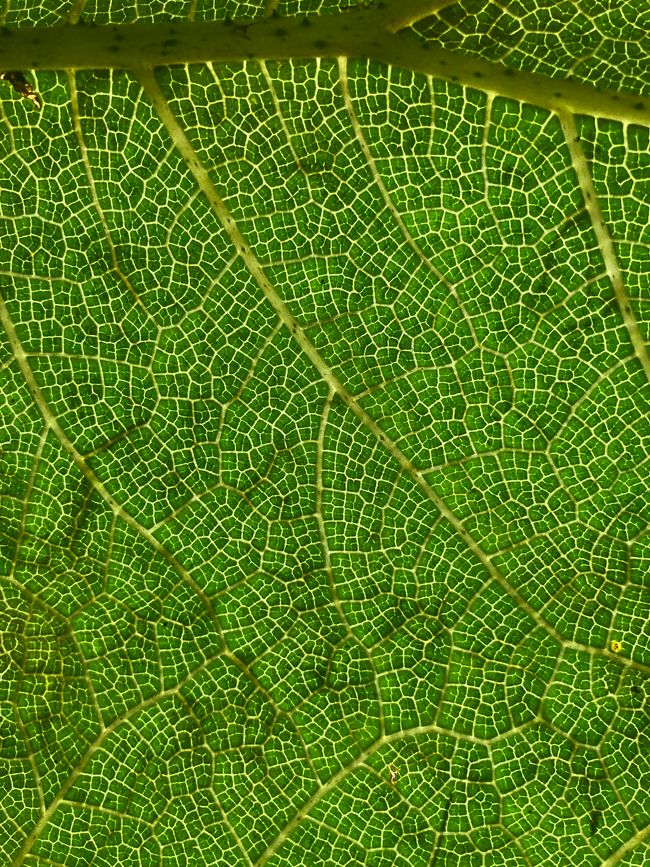 Monteverde