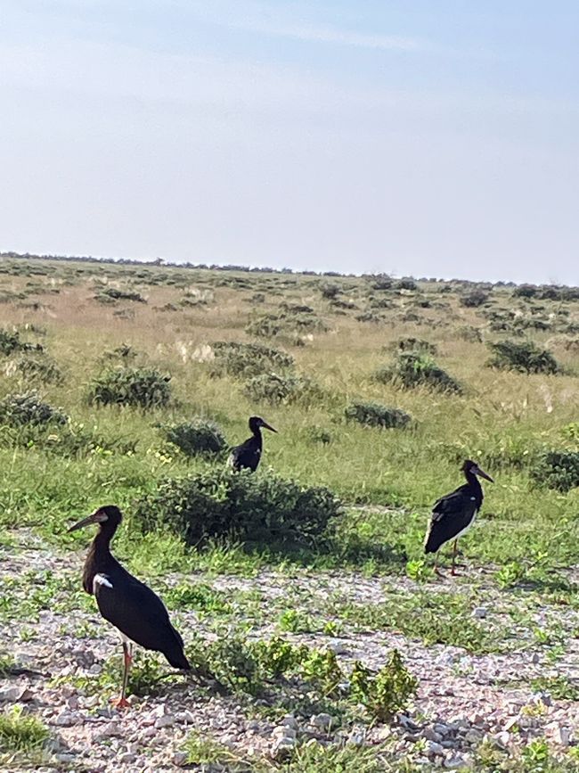 El Parque Nacional Etosha