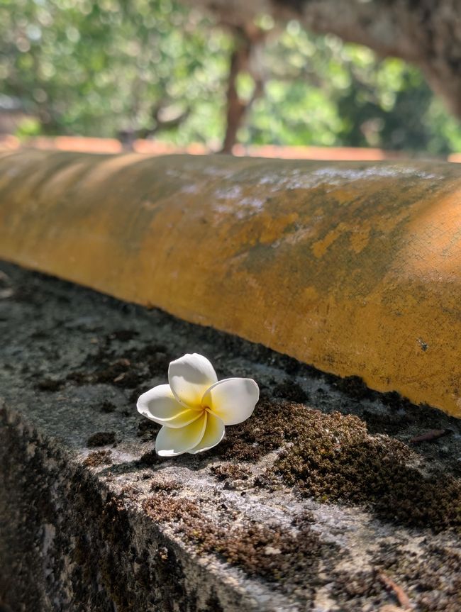 Imperial Whispers in Huế