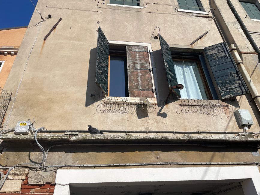 Filo spinato contro i piccioni