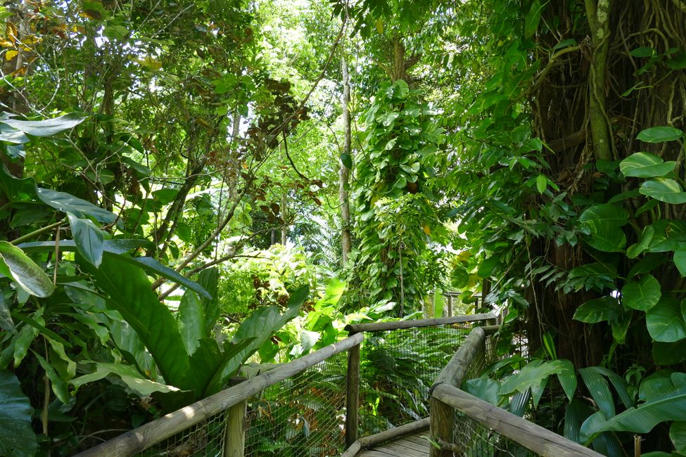 Seltene Tiere und Baumwipfelpfad im Dschungel, letzter Tag auf Guadeloupe