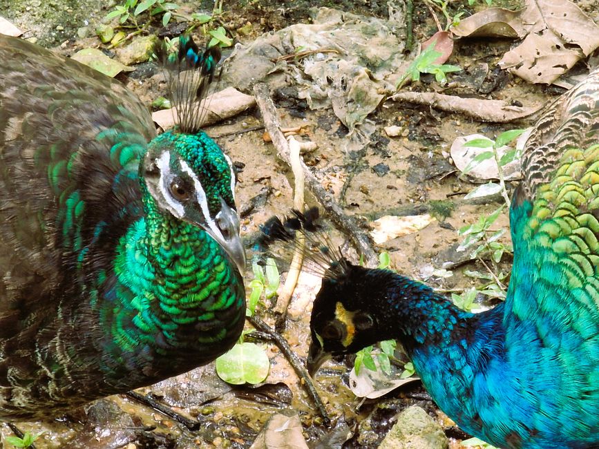 Bird Park