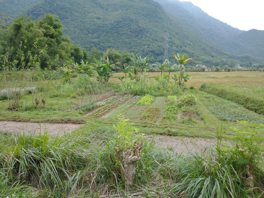 Mai Chau