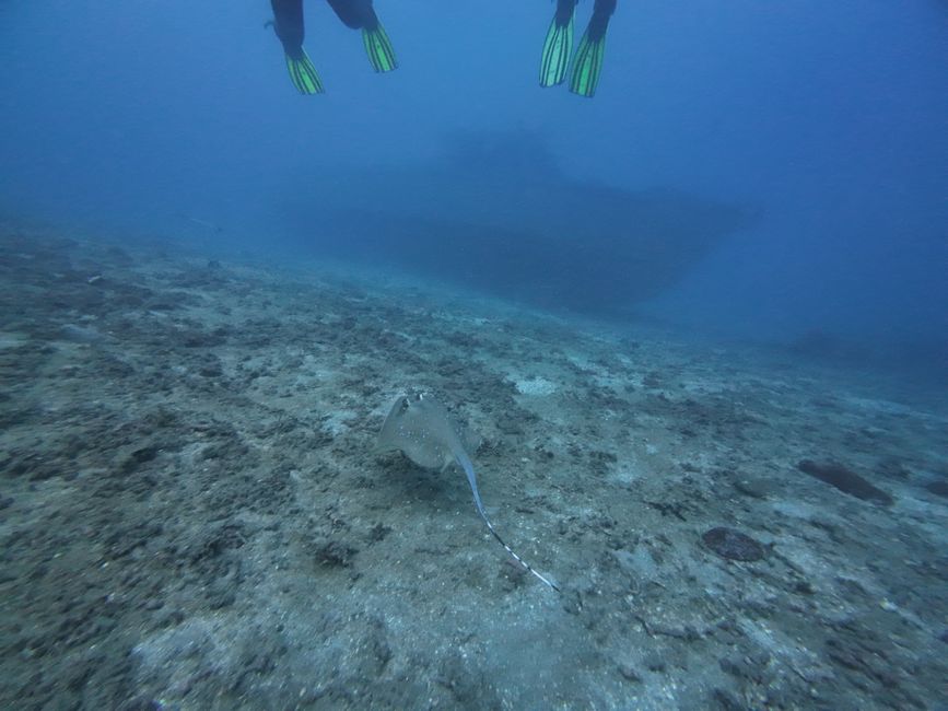 Tag 20: Il mondo sottomarino di Bali