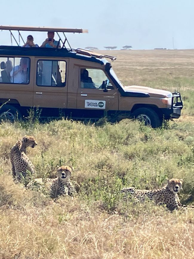 En la Serengeti - Día 1