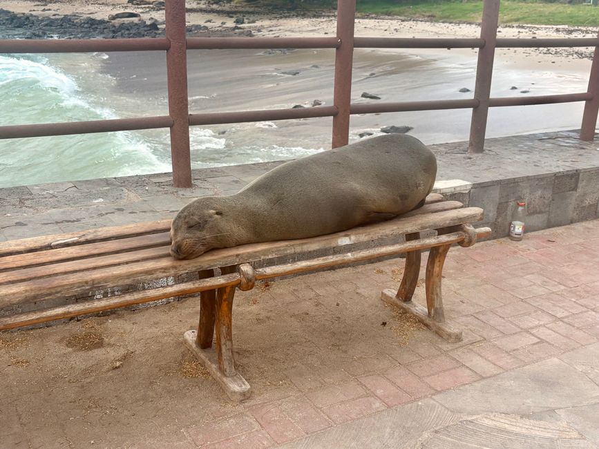 Santa Cruz (Galápagos)