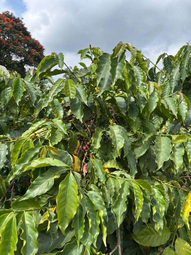 Ankunft in Arusha