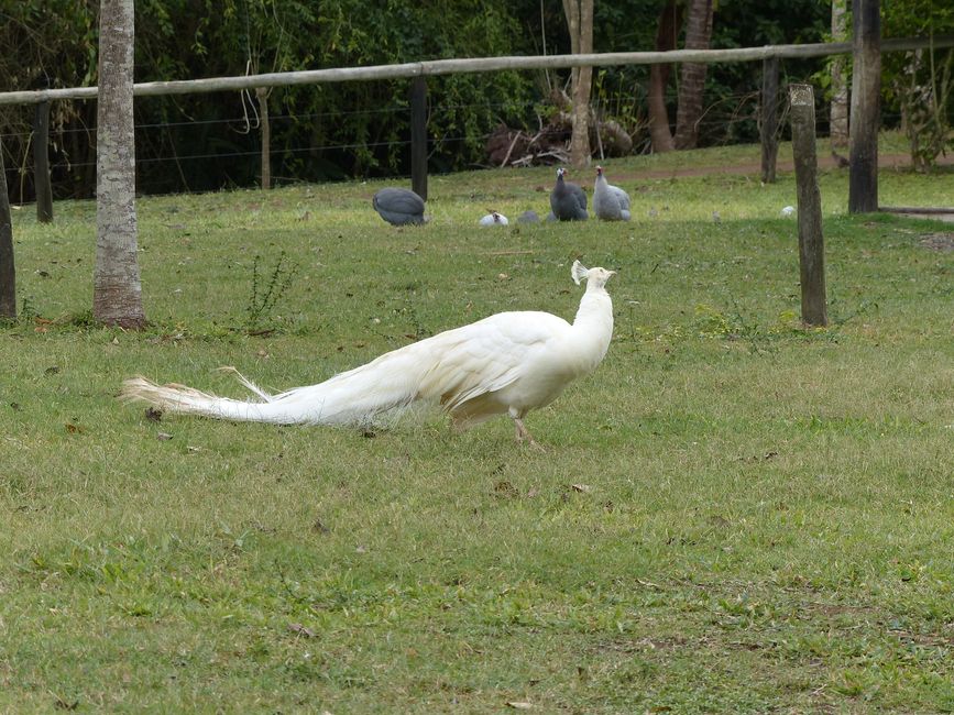 Refugio Canaa Brasil