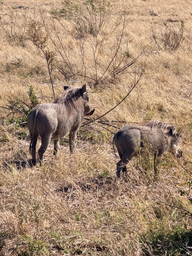 Abschied von Botswana