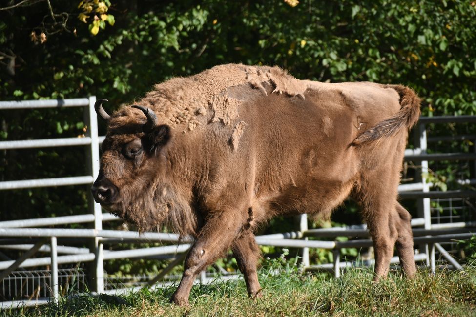 kleine Wisentfarm