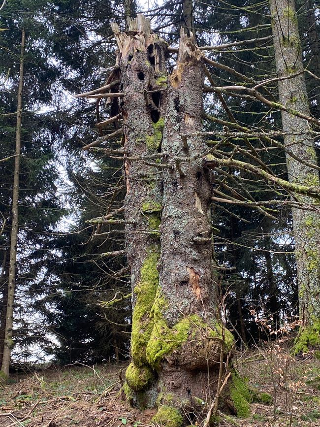 Ein tollen Vogelhotel