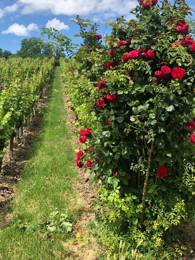 Old roses are growing in front of the vine rows: they show mildew early
