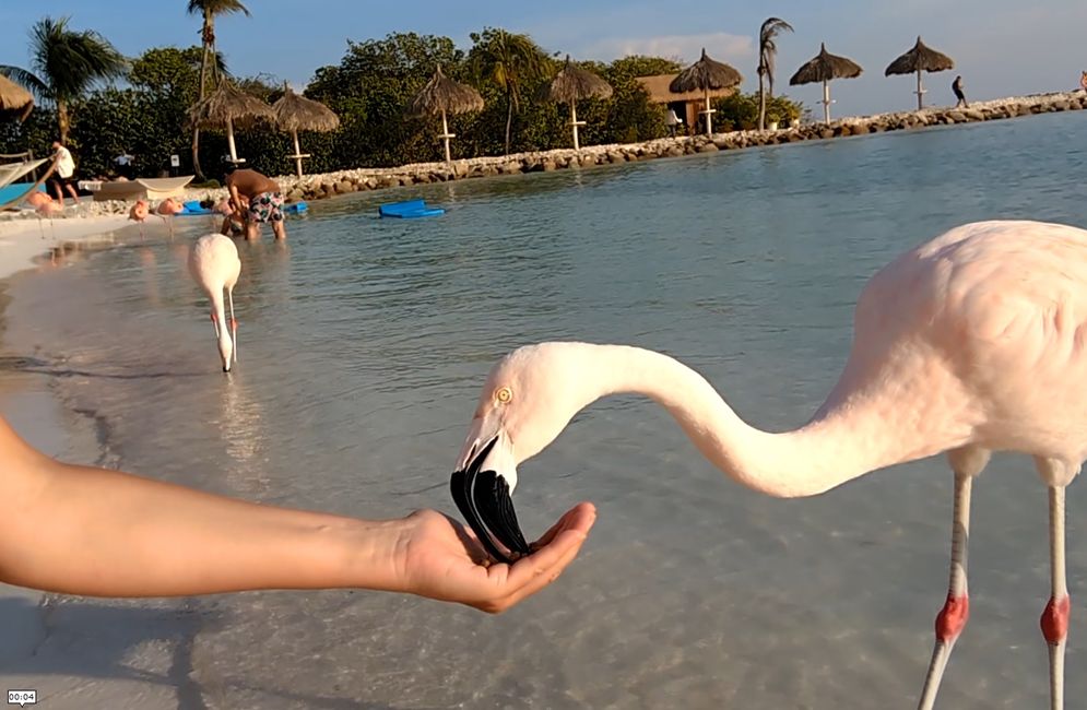 Feeding flamingos