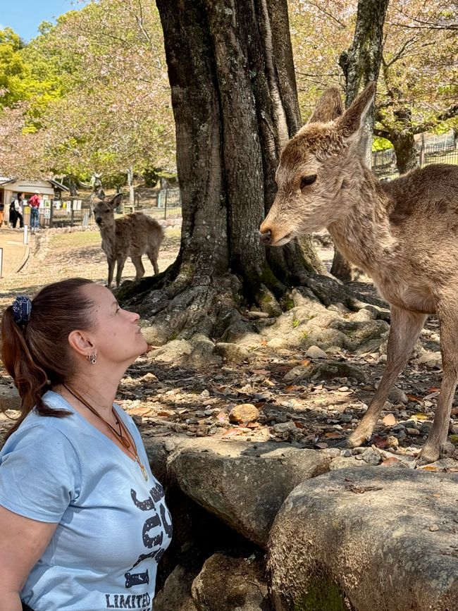 Part 8 Japan 🇯🇵 Kanazawa
