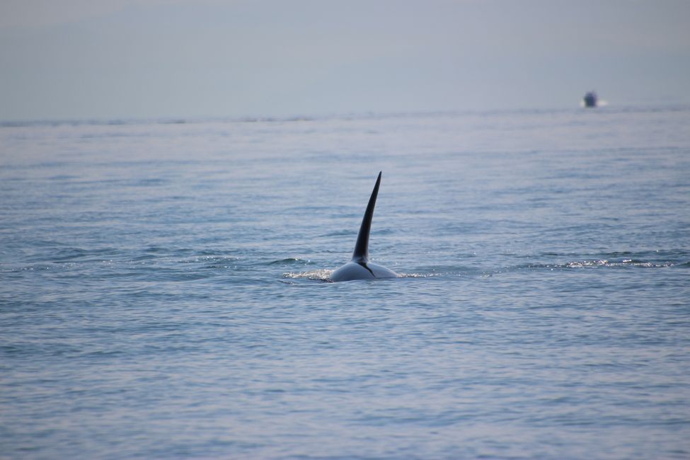 Observación de ballenas Eagle Wing